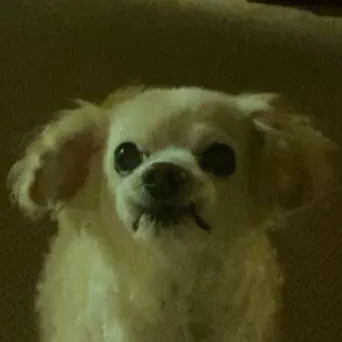 gallery of my dog, Boomer
